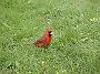Cardinal01