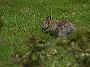 CottontailRabbit02